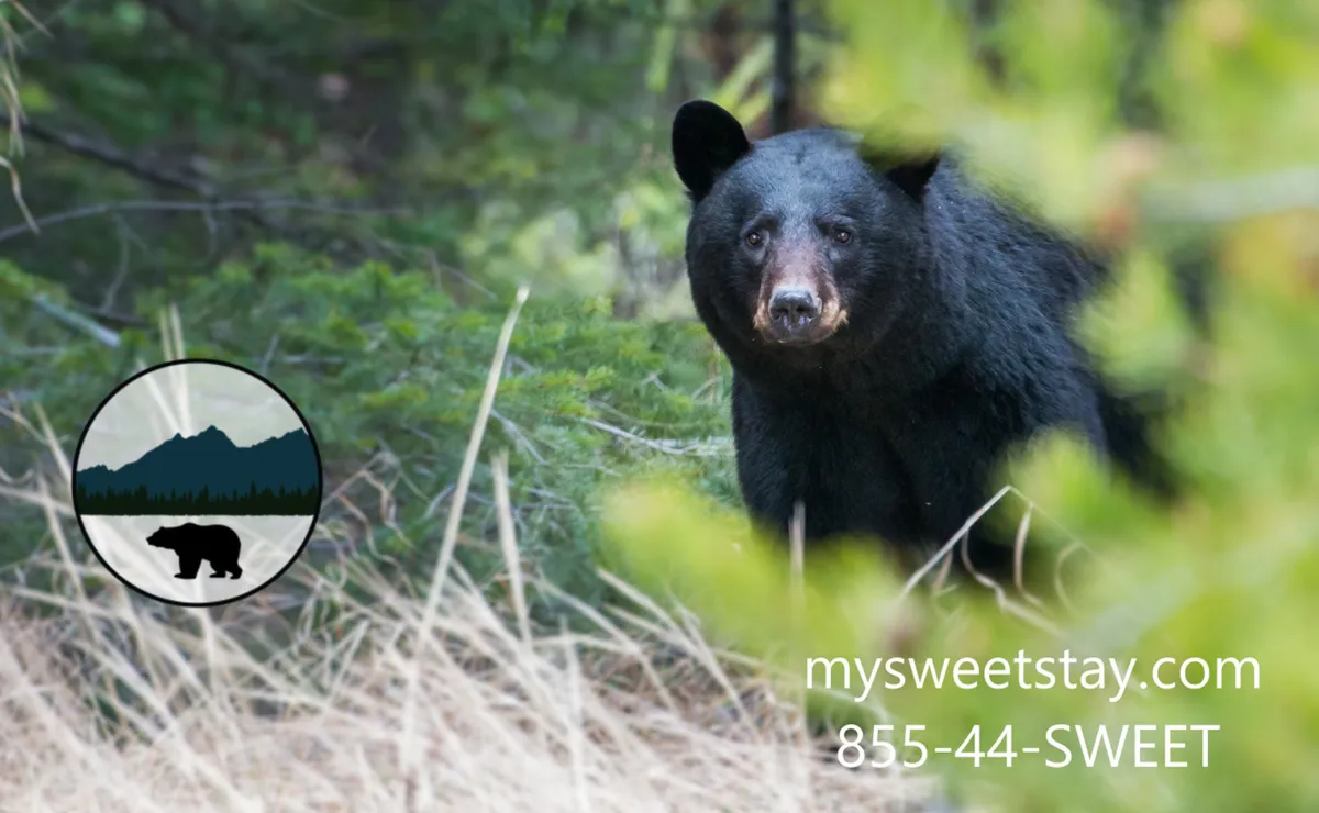 A black bear roaming through lush green foliage and tall grass, embodying the wild and adventurous side of the Smoky Mountains. The image captures the excitement of wildlife observation and connects strongly to outdoor exploration.